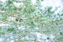 Beautiful Green Pine Branches With Cones In Winter