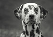 Dalmatian dog with a spot in the form of heart on the head. Black and white image
