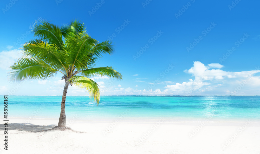 Palm on the beach - obrazy, fototapety, plakaty 