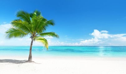 Fotomurali - Palm on the beach