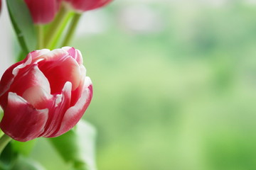 Poster - Purple tulip bouquet at a spring morning.