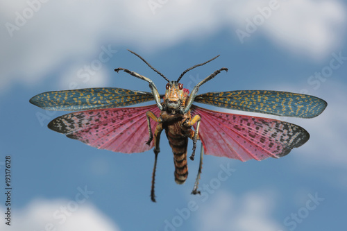 Fotomural bunte Heuschrecke im Flug vor blauem Himmel und Wolken