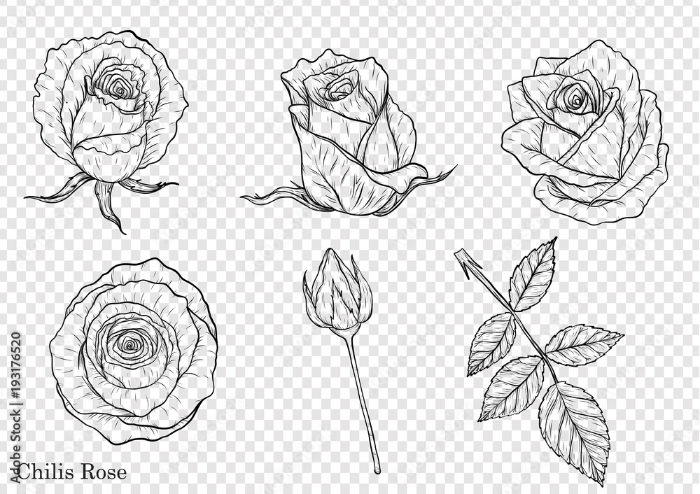 Rose vector set by hand drawing.Beautiful flower on white background ...
