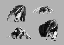 Black And White Freehand Drawing Of Giant Anteater