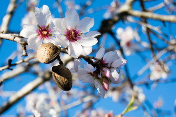 the almond tree flowers with branches and almond nut close up, blurry background