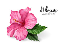 Vector Realistic Hibiscus Flower Leaves Pink