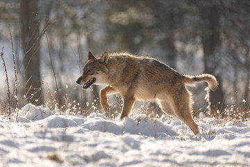  Wolf im Schnee