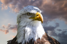 American White-headed Eagle, Beautiful Hunter Bird With White Head And Orange Beak On Cloudy Background