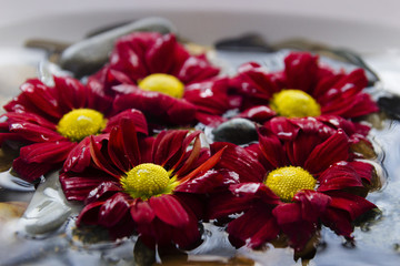 Red flowers in the water on the rocks