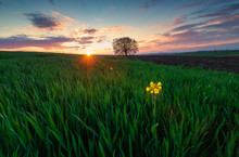 Lonely Flower And A Tree In A Green Field Of Grass