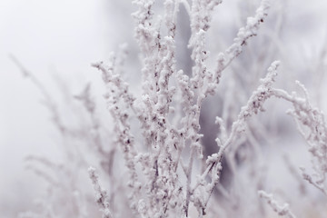 Close-up of frost covered bush layered with mist