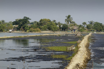 Village in Sundarbans in Bangladesh