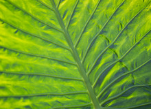 Underside View Of Green Leaf