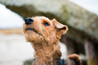 Looking into the distance a dog welsh terrier