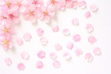 桜の花　白背景




