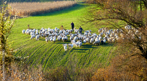 Fotomural Autumn sheep flock on their way