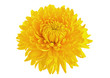 Yellow chrysanthemum flower head