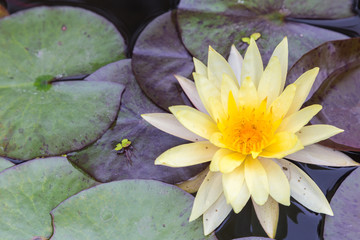 Lotus flower or water lily flower blooming with lotus leaves background in the pond at sunny summer or spring day. Nymphaea water lily. Director G.T. Mroore water lily.