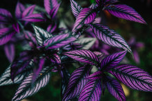 Strobilanthes Dyerianus (persian Shield), Tropical Plant With Beautiful Purple Leaves. Indonesia, Bali.