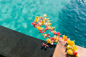 Wall Mural - Plumeria flowers (frangipani) floating in water pool. Indonesia, Bali. 