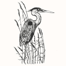 Heron In Vintage Engraving Style. Hand Drawn Vector Retro Illustration. Template For Cover, Poster, Banner, Greeting Card.
