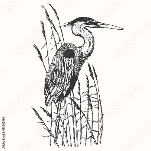 Fotografía Heron in vintage engraving style
