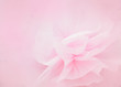 Pink petal flower in soft style for background