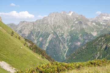 Wall Mural - Slope. Mountains Karachay Cherkessia. Rhododendrons.