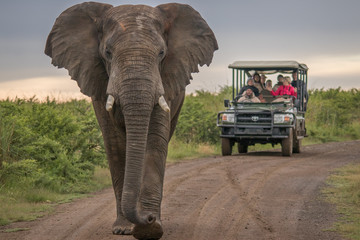 the mighty elephant