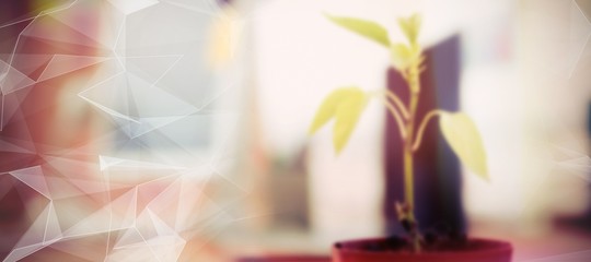 Fototapete - Composite image of close-up of potted plant