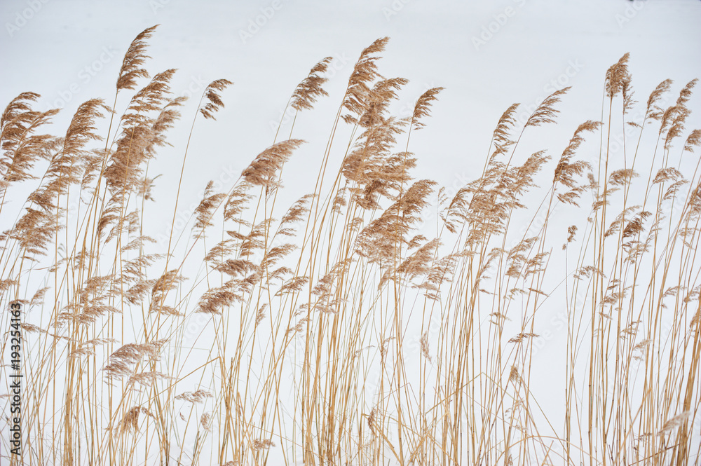 Dried stalks of reeds against the background of winter. - obrazy, fototapety, plakaty 