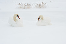Swans In Winter. Beautiful Bird Picture In Winter Nature With Snow.
