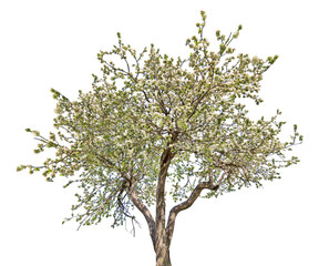 Canvas Print - isolated blooming large old apple tree