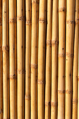  streszczenie tekstura tło ściany bambusa