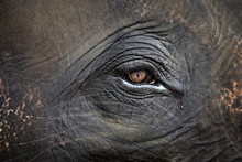 Elephant Eye Detail