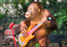 Orangutan Playing Music And Singing.