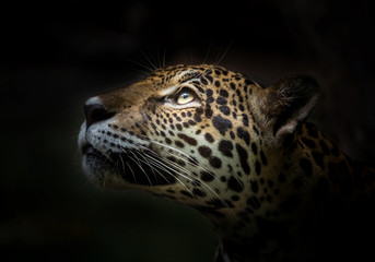 jaguar face.