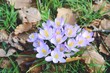 Frühling - lila Krokusse - Blumenwiese