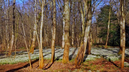 Sticker - Woodland Snowdrops 