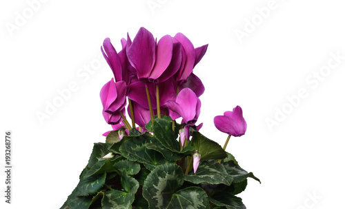 Beautiful Indoor Plant Flower Cyclamen Cyclamen Purpurascens Blossoming Large Pink Bright Flowers With Green Dense Rounded Leaves Isolated On White Background Stock Photo Adobe Stock