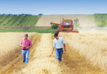 Wall Mural - Farmers in wheat field during harvest