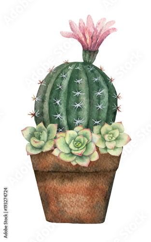 Naklejka dekoracyjna Kompozycja kaktusa w doniczce