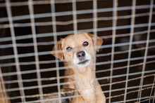 The Homeless Dog Behind The Bars Looks With Huge Sad Eyes With The Hope Of Finding A Home And A Host