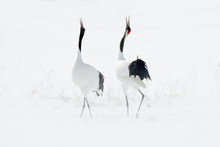Dancing Pair Of Red-crowned Crane With Open Wing In Flight, With Snow Storm, Hokkaido, Japan. Bird In Fly, Winter Scene With Snow. Snow Dance In Nature. Wildlife Scene From Snowy Nature. Snowy Winter.