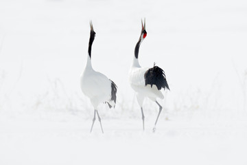 Wall Mural - Dancing pair of Red-crowned crane with open wing in flight, with snow storm, Hokkaido, Japan. Bird in fly, winter scene with snow. Snow dance in nature. Wildlife scene from snowy nature. Snowy winter.