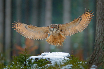 eagle owl landing on snowy tree stump in forest. flying eagle owl with open wings in habitat with tr