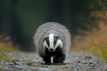 Badger Running In Forest Road.