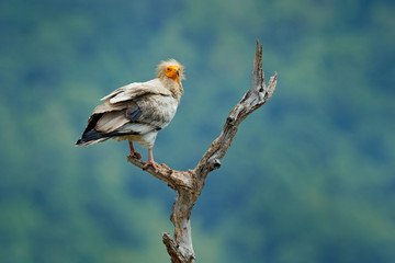 Egyptian vulture, Neophron percnopterus, big bird of prey sitting on branch, green mountain, nature habitat, Madzarovo, Bulgaria, Eastern Rhodopes.  Wild vulture, sitting on tree trunk, forest habitat