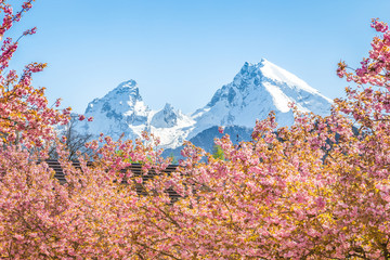 Wall Mural - watzmann peak with cherry blossoms in springtime, berchtesgadener land, bavaria, germany
