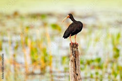 Fotografija Bare-faced ibis, Phimosus infuscatus, exotic bird in the nature habitat, bird sitting in grass with beautiful evening sun light, during sunset, Barranco Alto, Pantanal, Brazil , wildlife nature